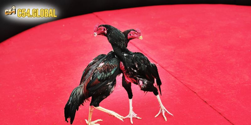 khuyen mai da ga c54 hap dan Những khuyến mãi đá gà C54 đang hot hiện nay